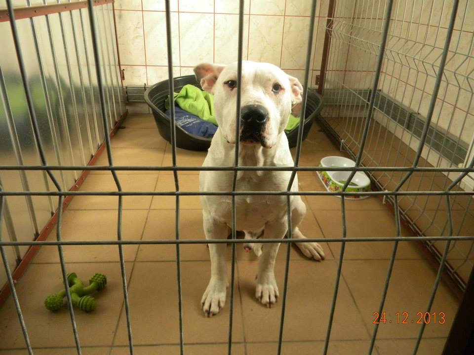 Pensiune felina pisici