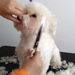 Cosmetica caini de expozitie