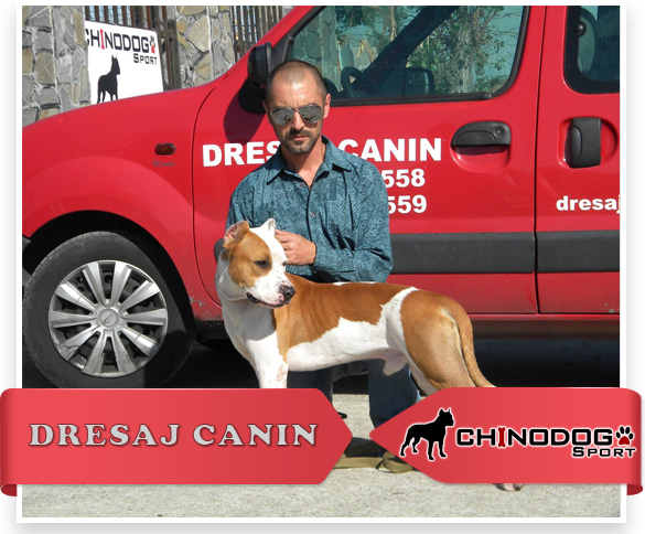 Dresor caini Ploiesti