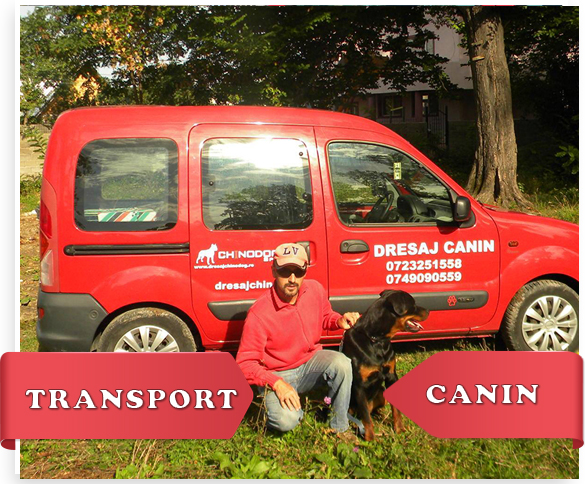 Transport canin Ploiesti